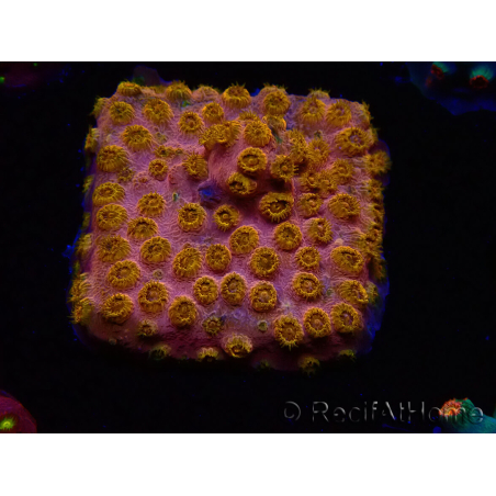 WYSIWYG - WWC Cyphastrea Copper head