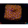 WYSIWYG - WWC Cyphastrea Copper head