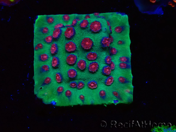 WYSIWYG - Cyphastrea Alien Pox 3N5