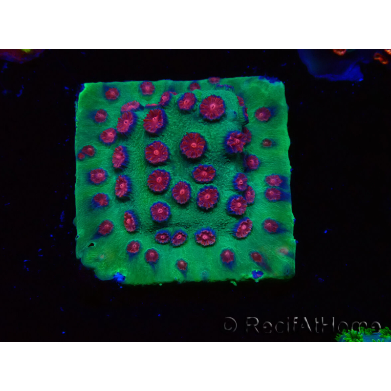 WYSIWYG - Cyphastrea Alien Pox