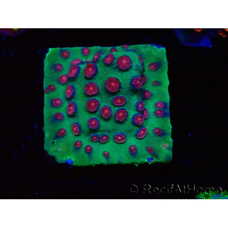 WYSIWYG - Cyphastrea Alien Pox
