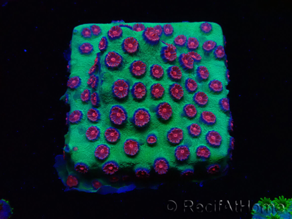 WYSIWYG - Cyphastrea Alien Pox 3N6