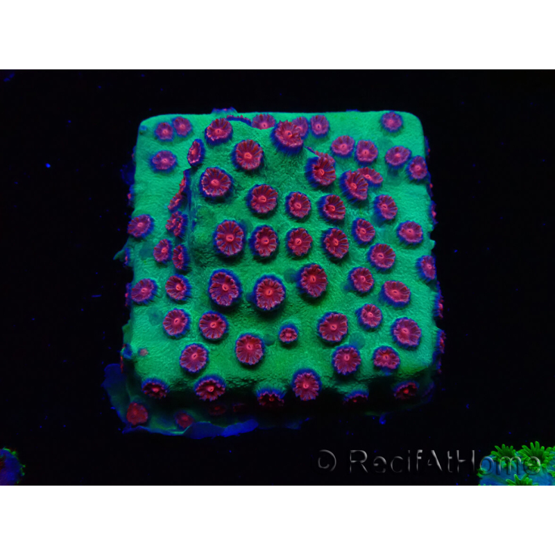 WYSIWYG - Cyphastrea Alien Pox