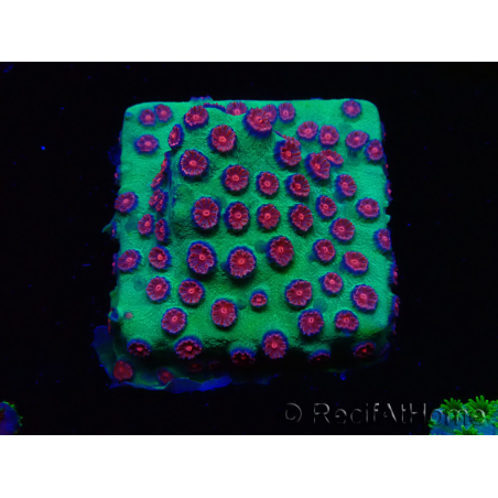 WYSIWYG - Cyphastrea Alien Pox