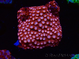 WYSIWYG - RAH Cyphastrea Moon Rocks
