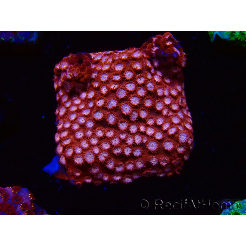 WYSIWYG - RAH Cyphastrea Moon Rocks