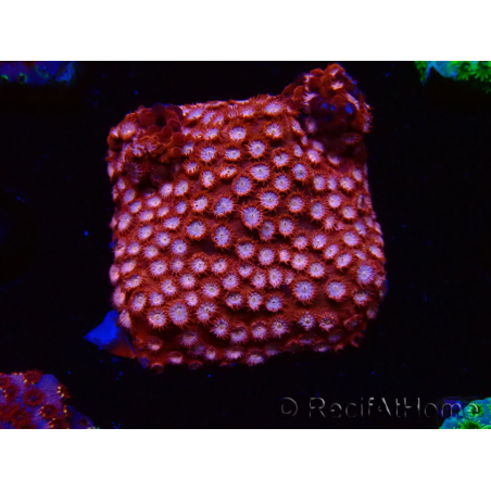 WYSIWYG - RAH Cyphastrea Moon Rocks