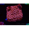 WYSIWYG - RAH Cyphastrea Moon Rocks