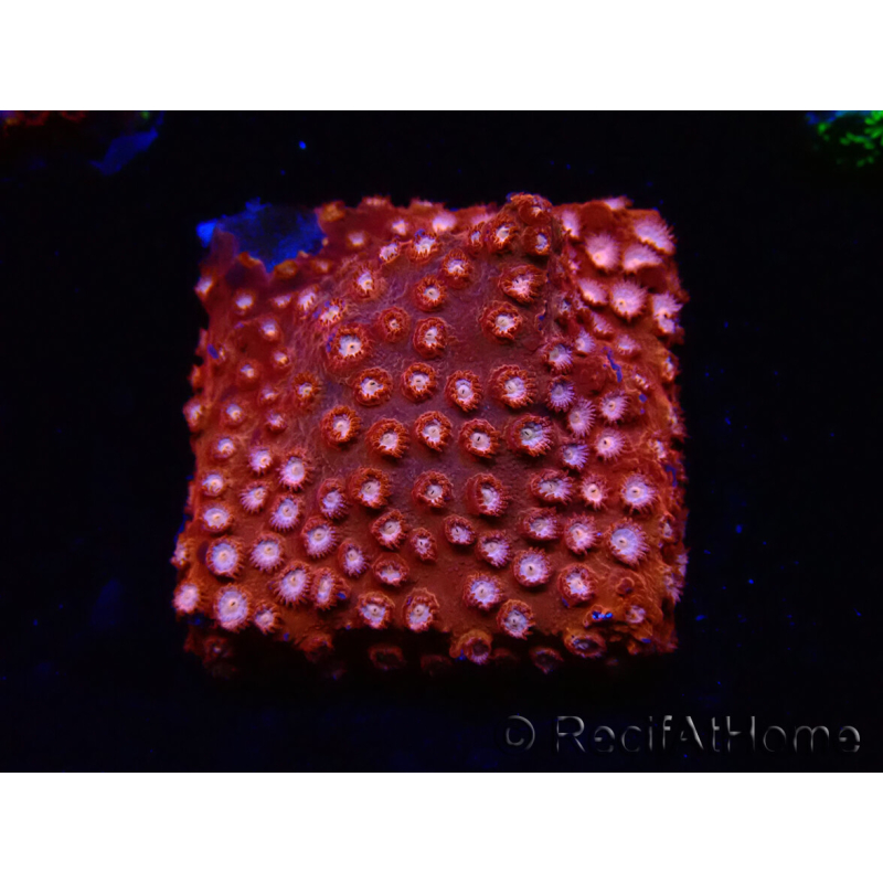 WYSIWYG - RAH Cyphastrea Moon Rocks