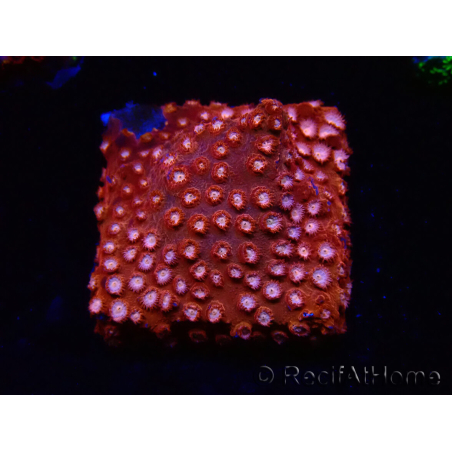 WYSIWYG - RAH Cyphastrea Moon Rocks 3O3