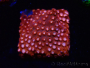 WYSIWYG - RAH Cyphastrea Moon Rocks