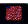 WYSIWYG - RAH Cyphastrea Moon Rocks