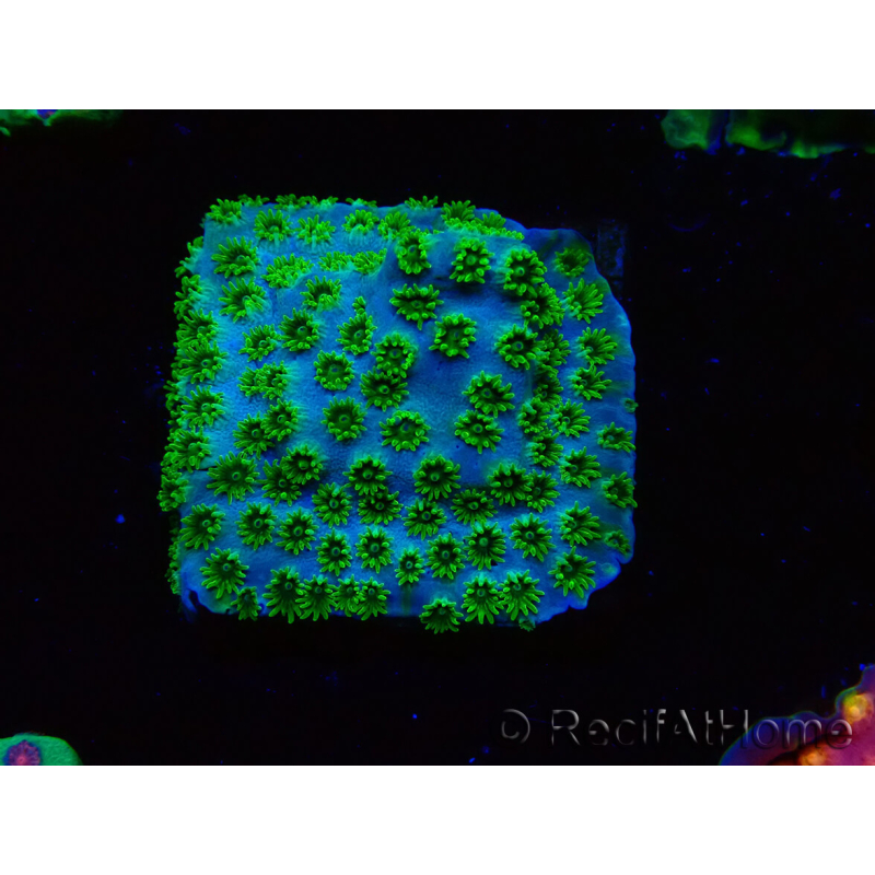 WYSIWYG - RAH Cyphastrea Minefiels