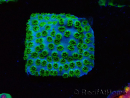 WYSIWYG - RAH Cyphastrea Minefiels