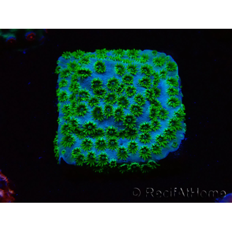 WYSIWYG - RAH Cyphastrea Minefiels