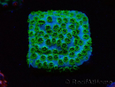 WYSIWYG - RAH Cyphastrea Minefiels