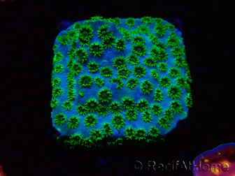 WYSIWYG - RAH Cyphastrea Minefiels