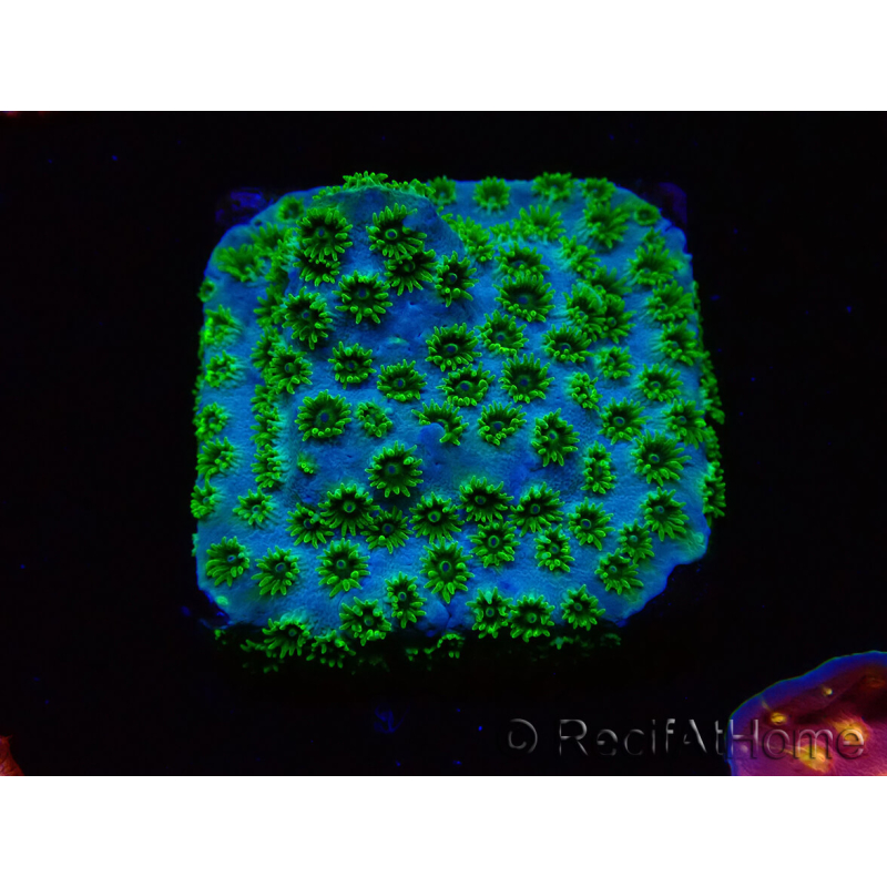 WYSIWYG - RAH Cyphastrea Minefiels