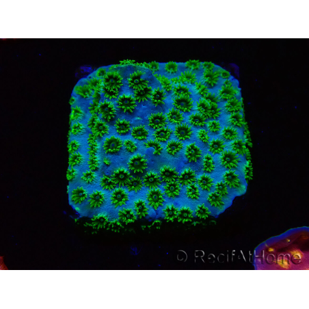 WYSIWYG - RAH Cyphastrea Minefiels