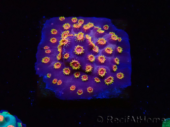 WYSIWYG - RAH Cyphastrea Purple Rain 3O10