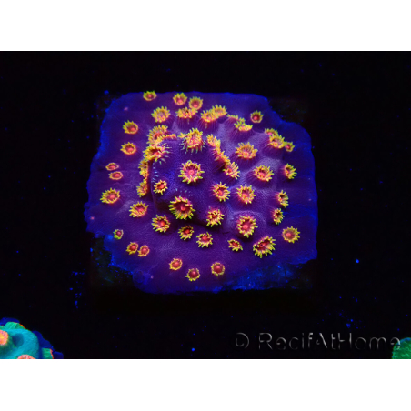 WYSIWYG - RAH Cyphastrea Purple Rain