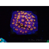WYSIWYG - RAH Cyphastrea Purple Rain