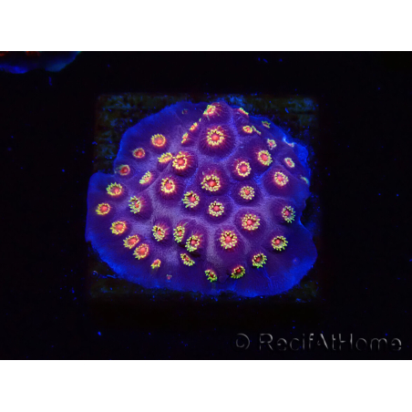 WYSIWYG - RAH Cyphastrea Purple Rain