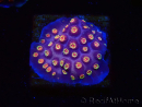 WYSIWYG - RAH Cyphastrea Purple Rain 3O12