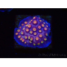 WYSIWYG - RAH Cyphastrea Purple Rain 3O12
