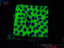 WYSIWYG - JF Cyphastrea PPE 3P3