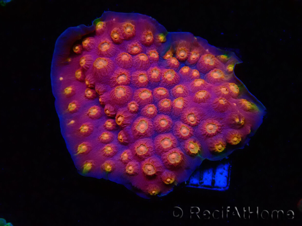 WYSIWYG - WWC Cyphastrea Rainbow Madness 3P4