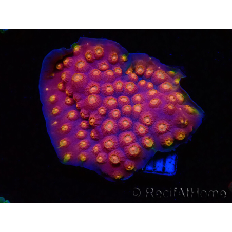 WYSIWYG - WWC Cyphastrea Rainbow Madness 3P4