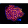 WYSIWYG - WWC Cyphastrea Rainbow Madness 3P4