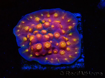 WYSIWYG - WWC Cyphastrea Rainbow Madness