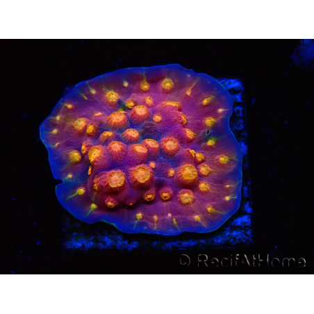 WYSIWYG - WWC Cyphastrea Rainbow Madness