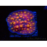 WYSIWYG - WWC Cyphastrea Rainbow Madness