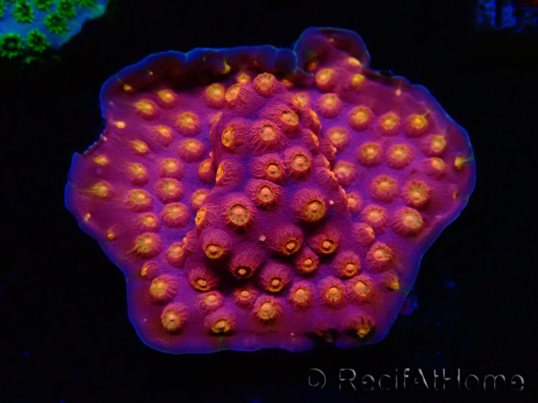 WYSIWYG - WWC Cyphastrea Rainbow Madness