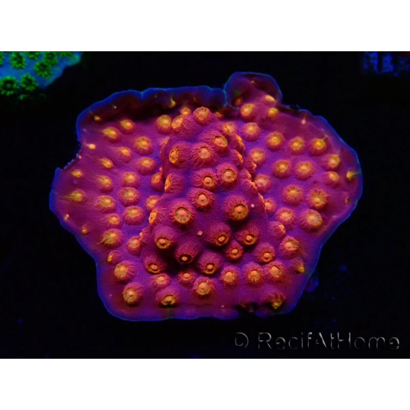 WYSIWYG - WWC Cyphastrea Rainbow Madness