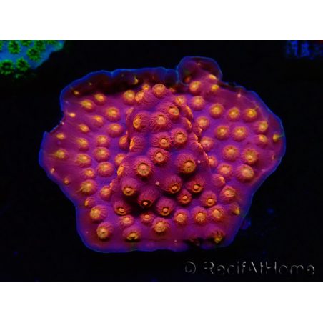 WYSIWYG - WWC Cyphastrea Rainbow Madness