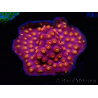 WYSIWYG - WWC Cyphastrea Rainbow Madness