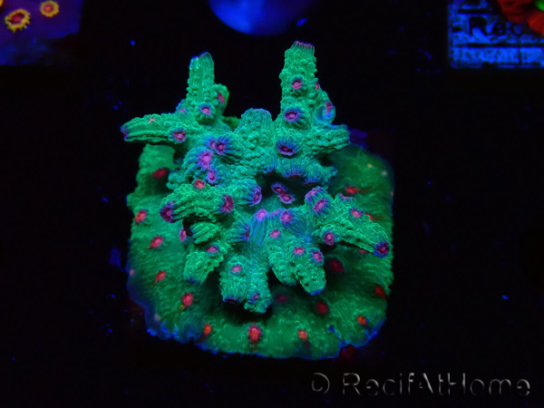 WYSIWYG - RAH Cyphastrea decadia Grün