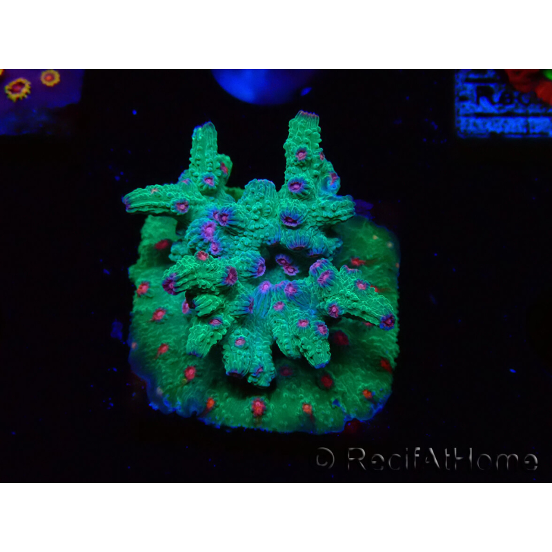 WYSIWYG - RAH Cyphastrea decadia Grün