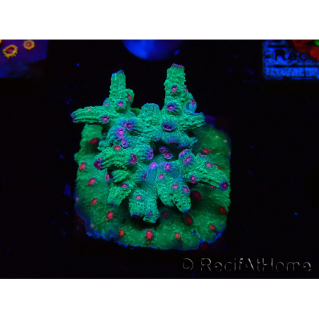 WYSIWYG - RAH Cyphastrea decadia Green