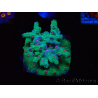 WYSIWYG - RAH Cyphastrea decadia Green