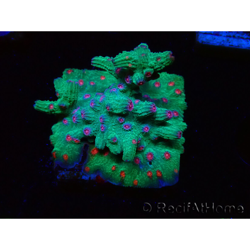 WYSIWYG - RAH Cyphastrea decadia Verde