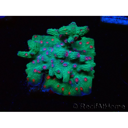 WYSIWYG - RAH Cyphastrea decadia Verde