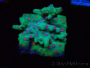 WYSIWYG - RAH Cyphastrea decadia Green