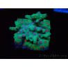 WYSIWYG - RAH Cyphastrea decadia Green