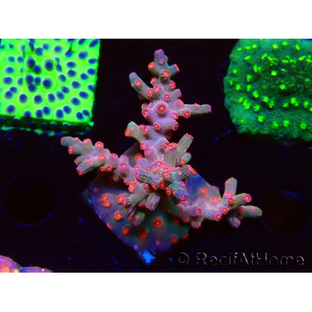 WYSIWYG - RAH Cyphastrea decadia Rot