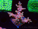 WYSIWYG - RAH Cyphastrea decadia Red